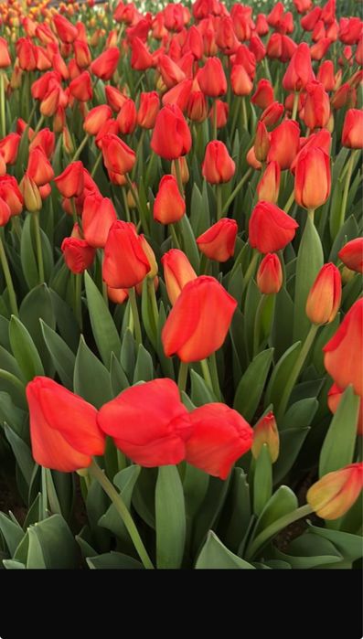 Голландские тюльпаны Оптом с луковицами