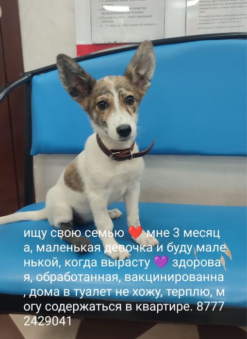Щенок Собака в добрые руки