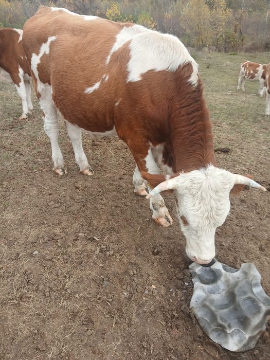 Vand vacă balțata româneasca și doi tauri  bălțați