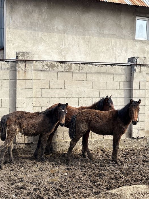 Тай жеребёнок срочно