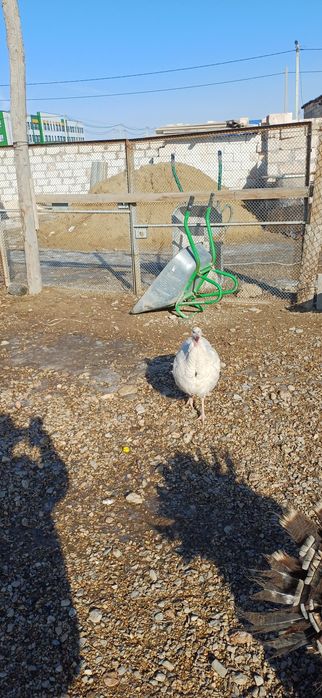 Ұрғашы индюк сатамын