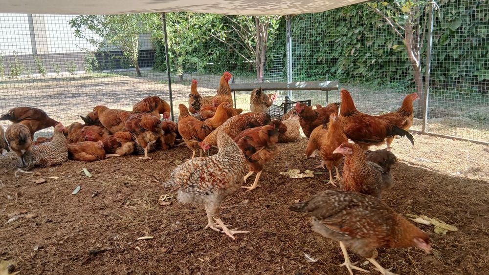 Срочно продам кур, породы Билефельдер, Кучинские