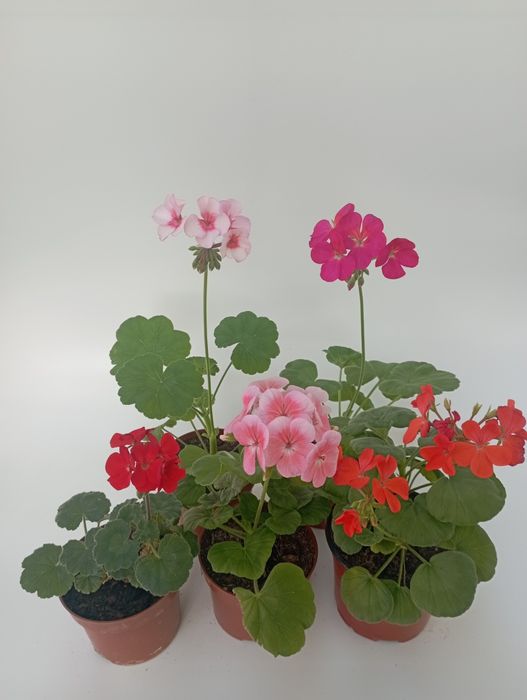 Пеларгония в ассортименте