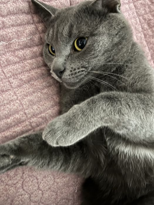 Отдам кота в  хорошие руки