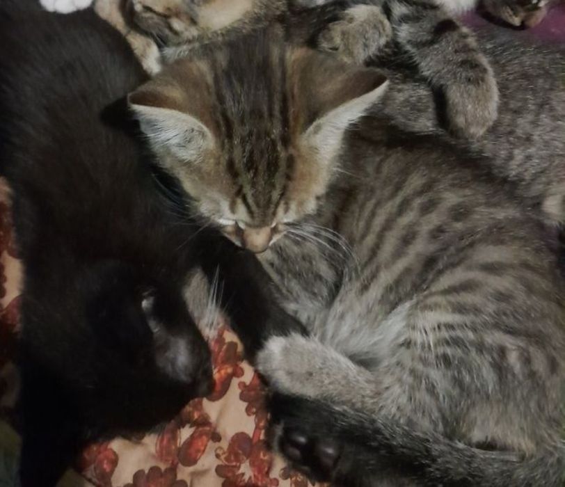Donez pisici domestici
