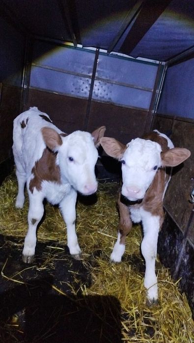 Vând două vitele balțate