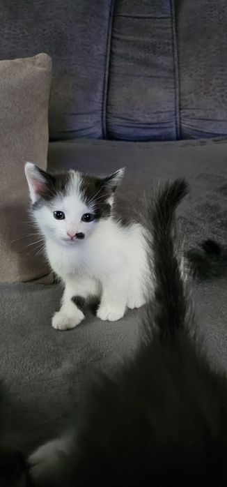 Животные,  кошки