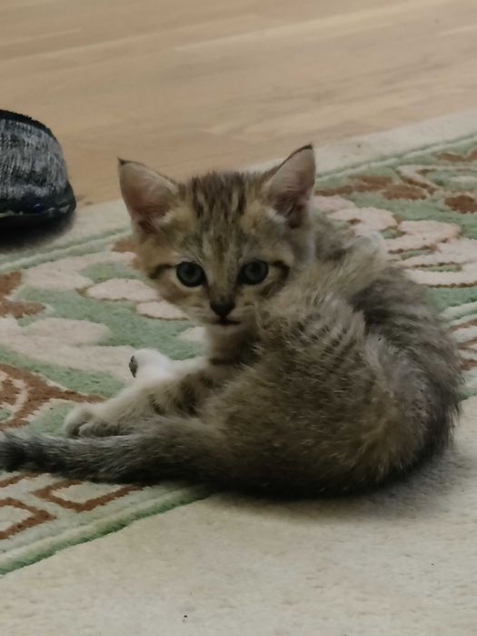 Котята британские