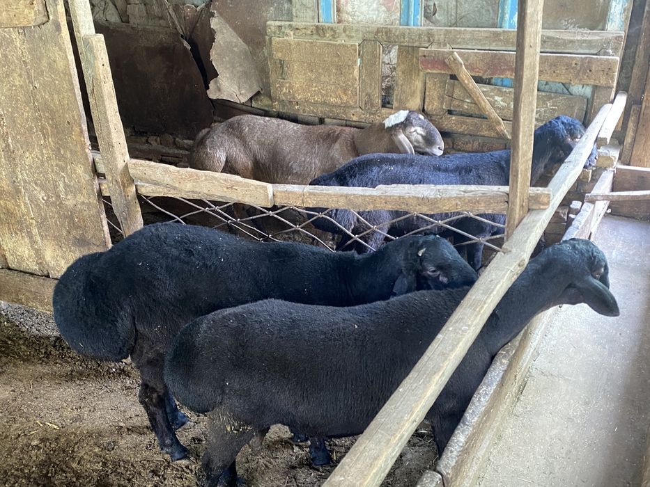 Qoylar sotiladi semiz