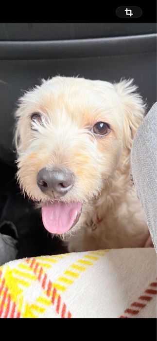 Donez catelusa metis talie medie