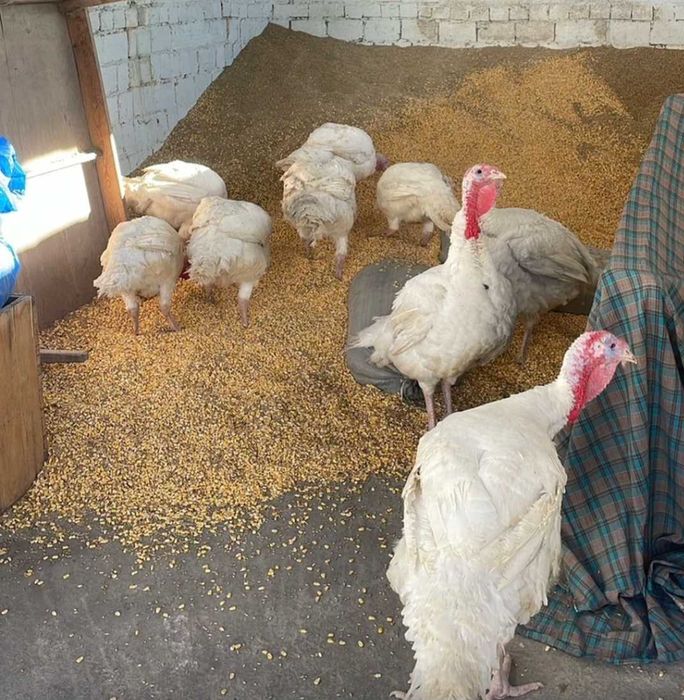 Индейка Индюки Индюк