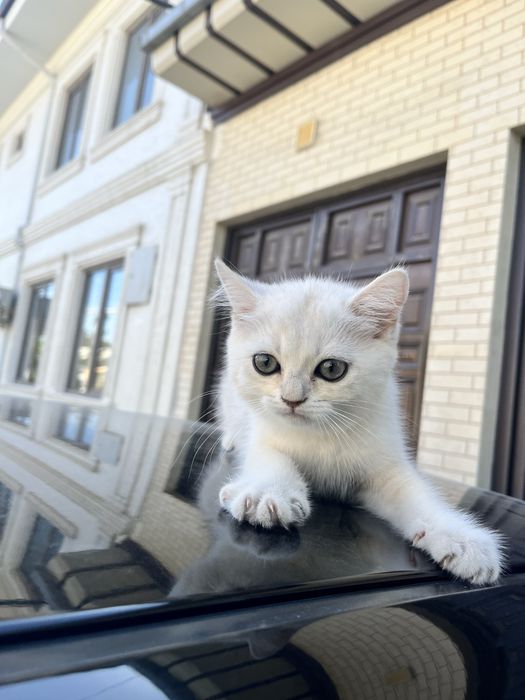 British silver shorthair