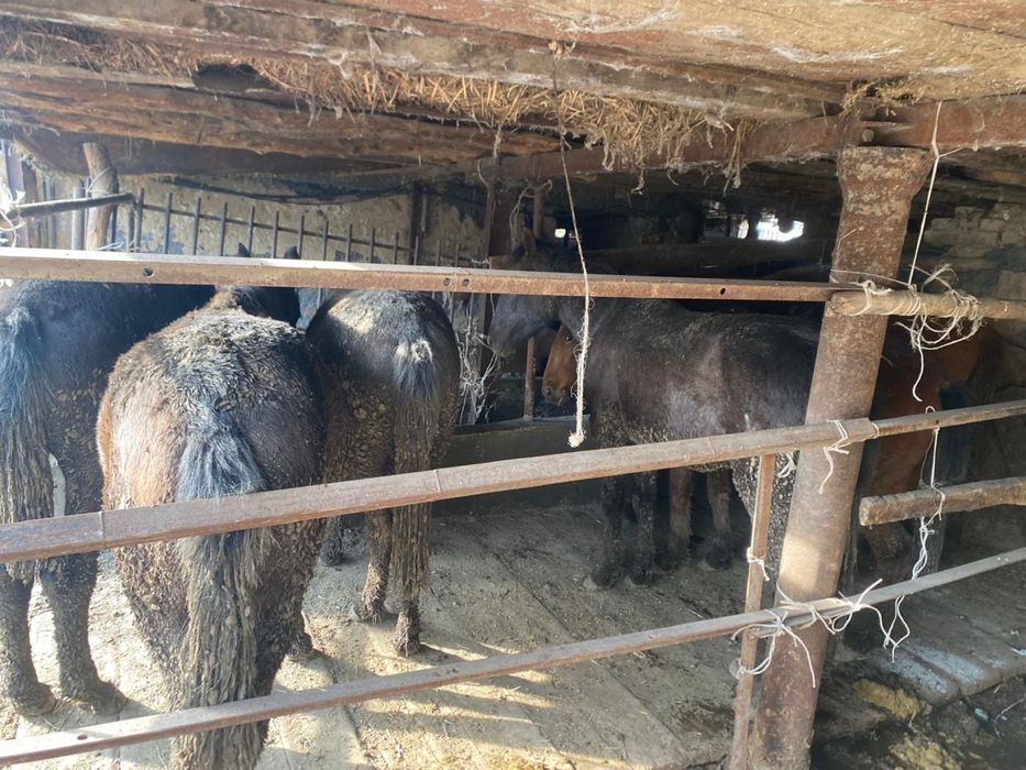 Семиз жылқылар сатылады