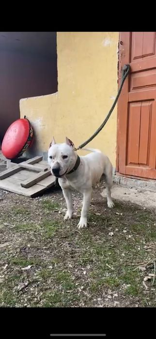 Жақсы ит төбелесіп тұр адам тістемиді