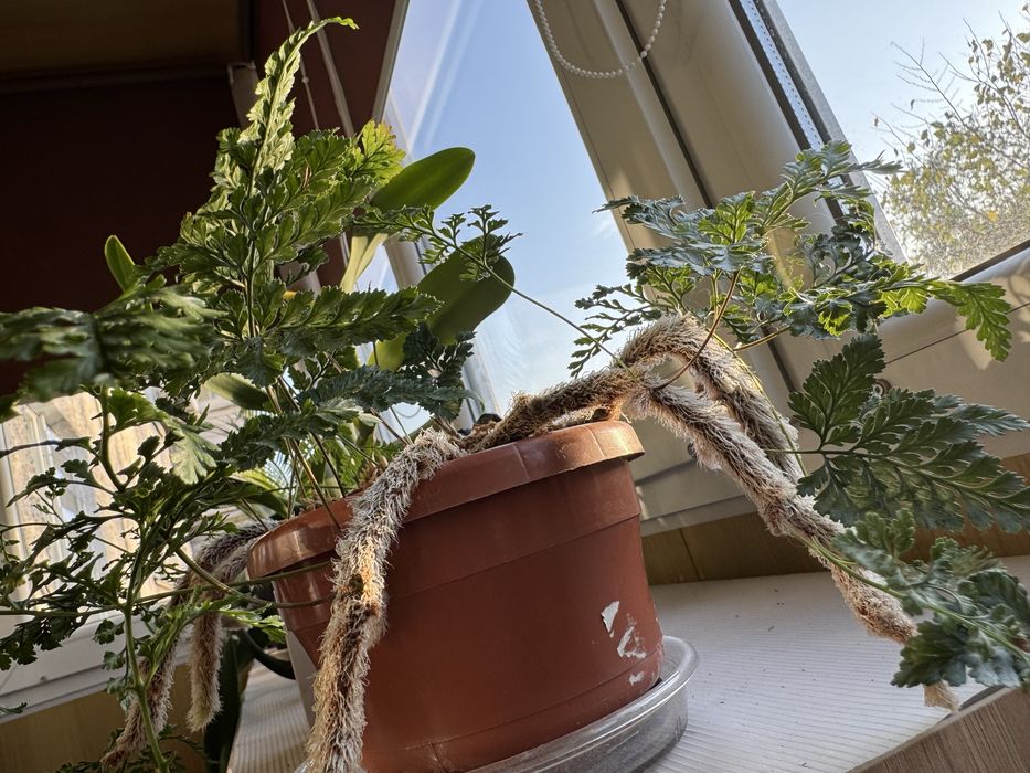 Папоротник Даваллия