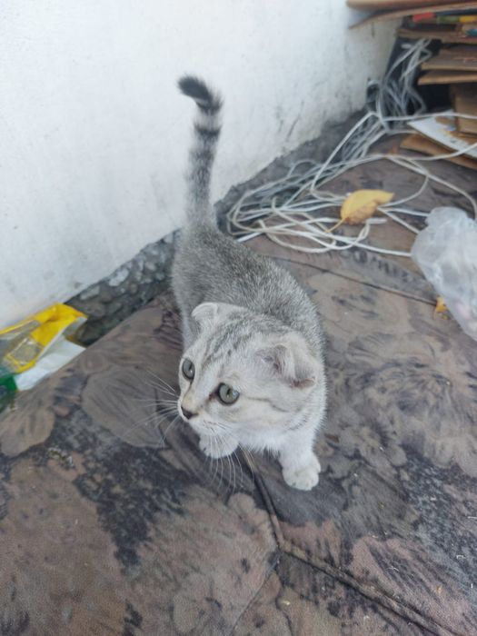 Продоется котёнок