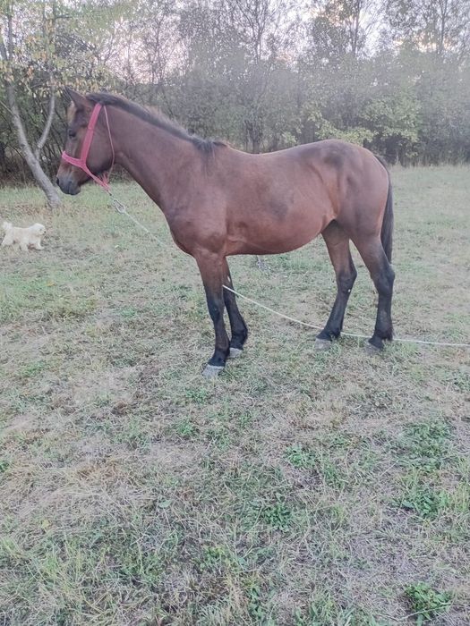 Vand iapa de 3 ani blanda merge forte bine  pret 5500 lei an figa Beclean bistrita nasaud