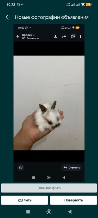 Декоративный Кролик 1.5 мес