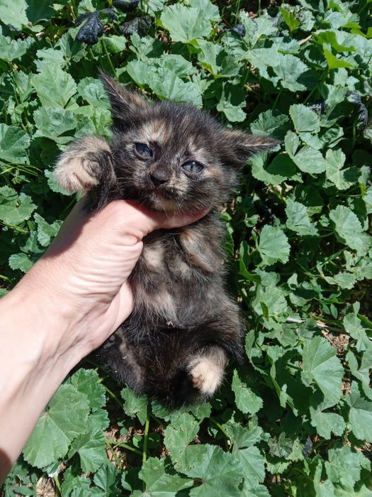 Отдам      котят