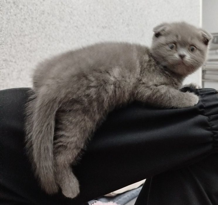 Котенок Скотиш фолд