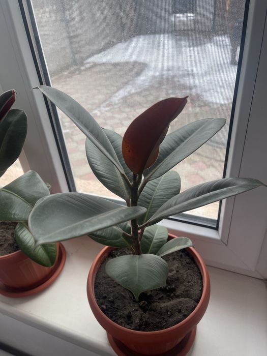 Комнатные растения