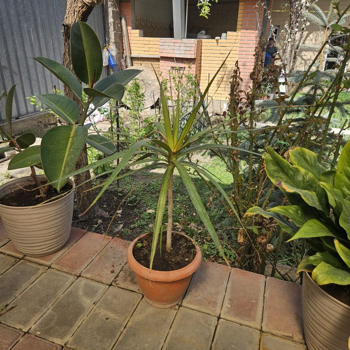 Цветы в горшках разные виды размеры разные ценыы