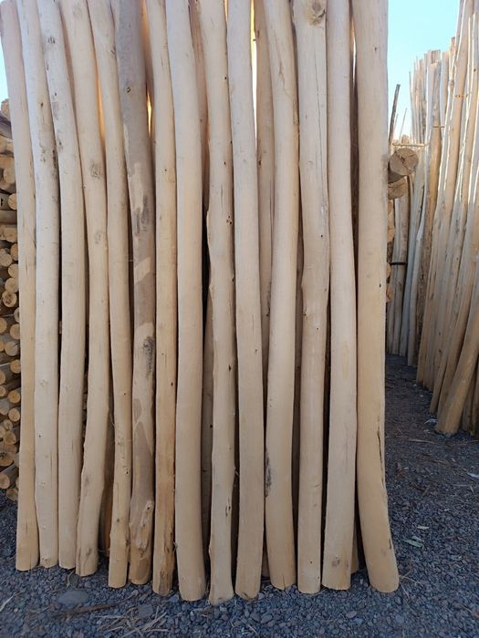 Terak mahsulotlari optim narhda