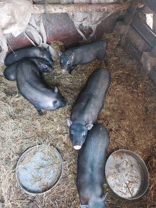 Продавам виетнамски прасета