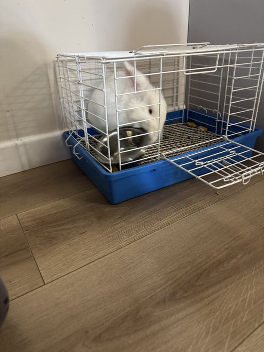 Белый пушистый кролик