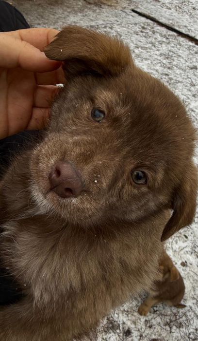 Отдам щенят бесплатно