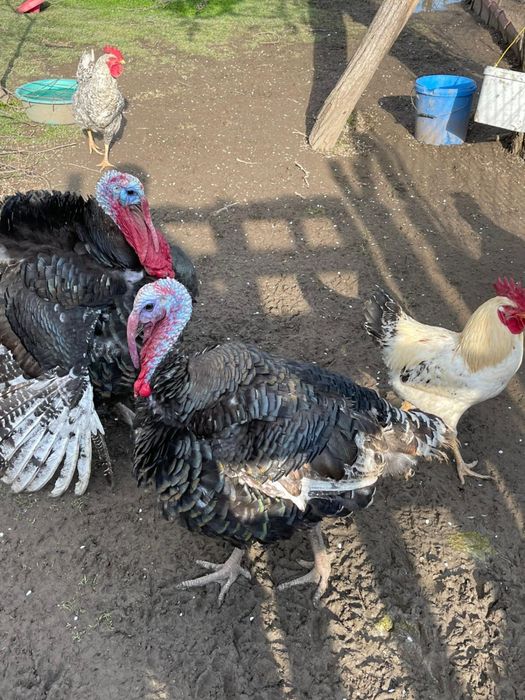 Curcani crescuti in libertate si hraniti cu cereale