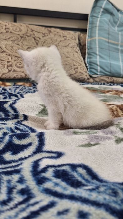 Белый шотландский котенок