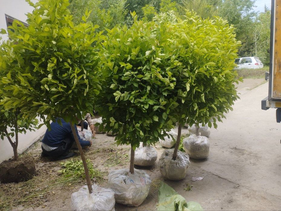 Yashil makon loyihasi uchun turli xildagi mevali manzarali daraxtlar