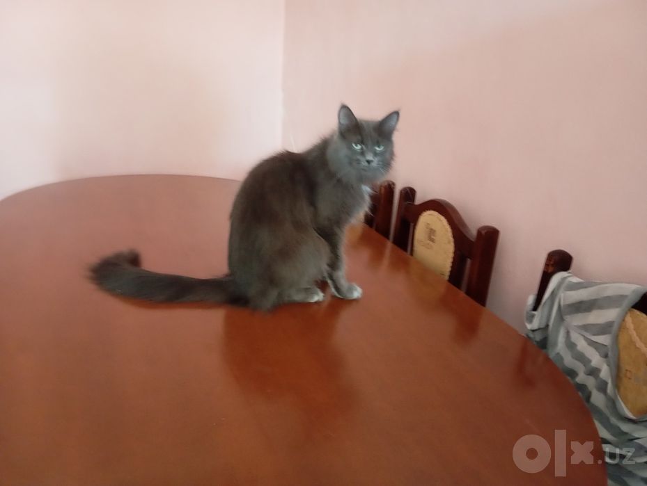 Продаются котята Мейнкун.