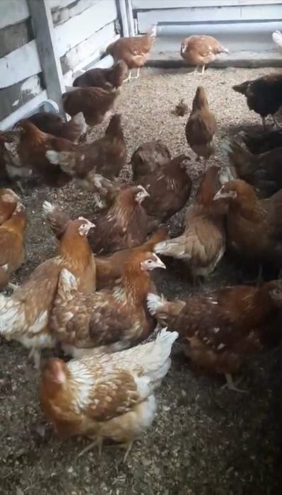 Продам домашних кур