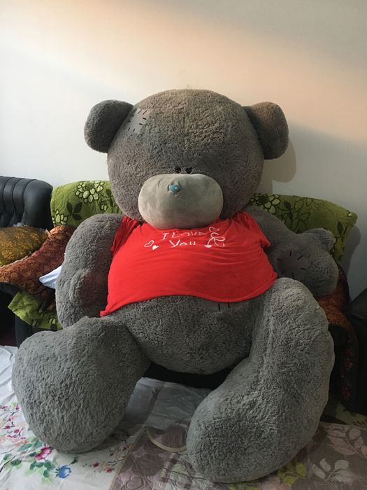 Teddy kattasi sotiladi 3 metr