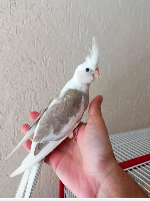 Кореллы ручные птенцы