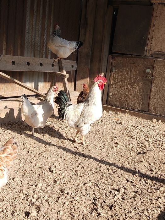 Қораз сатылады. Продаётяся петух