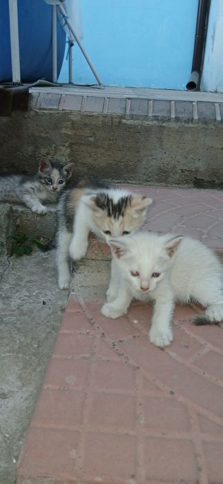 Продаются котята больше 1,5 месяца