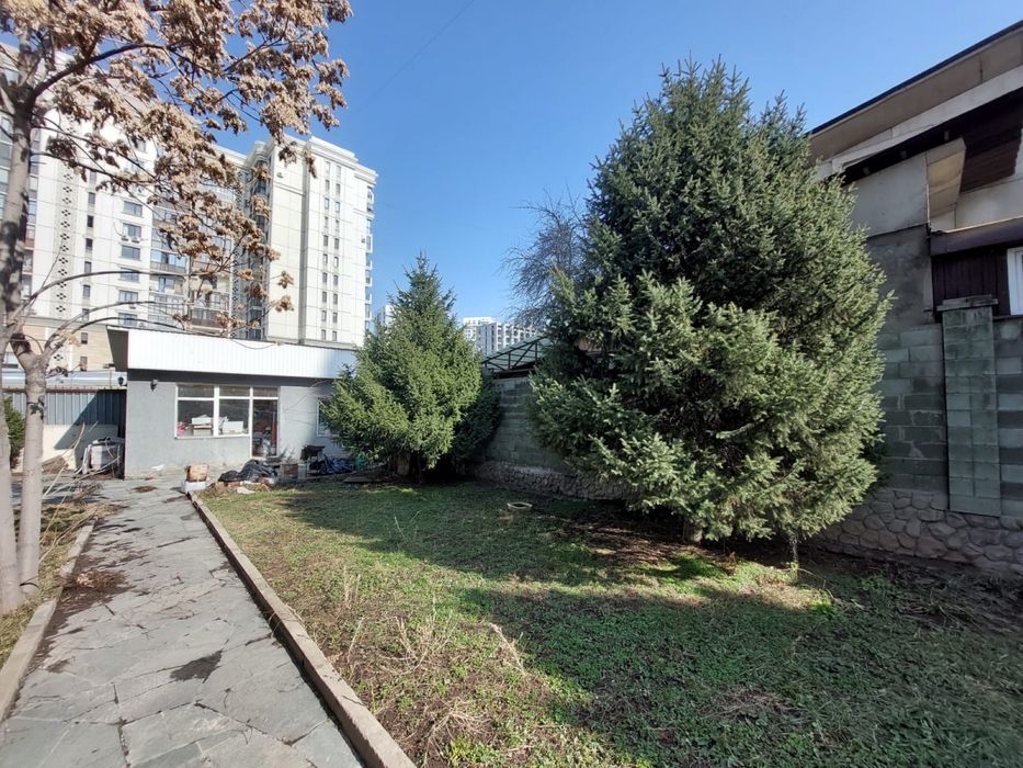 Продам ёлки (20-25 лет). 1 ёлка - 100 тысяч.