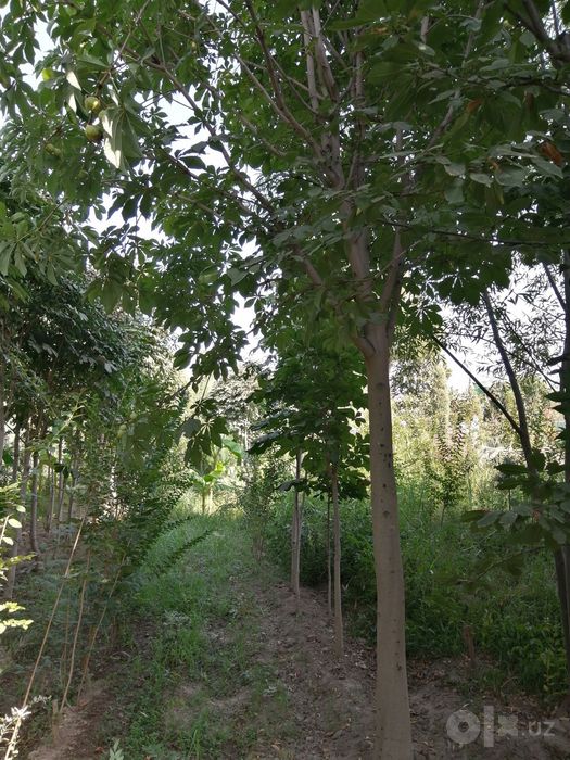 15 yillik Kashtan daraxtlari bor, bo'yi 3 3,5 metr