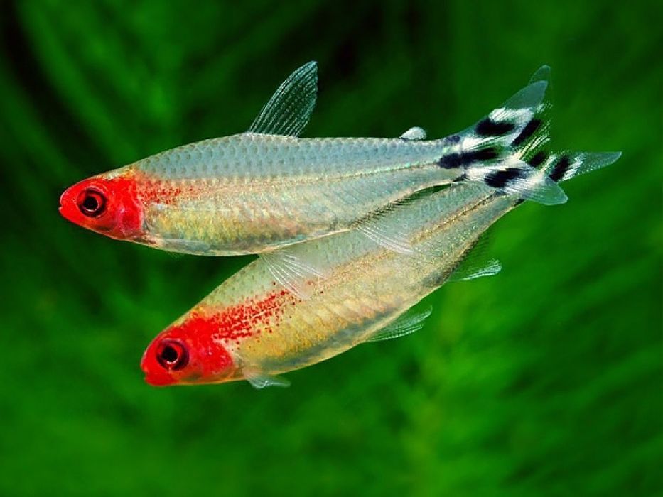 Родостомус — красноносая тетра
