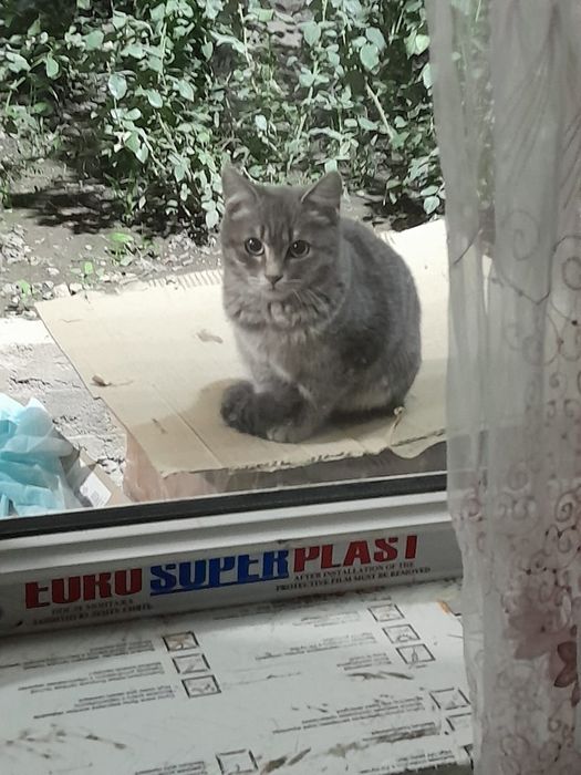Котята бесплатно