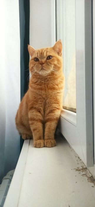 Ищем кошку. Вязка