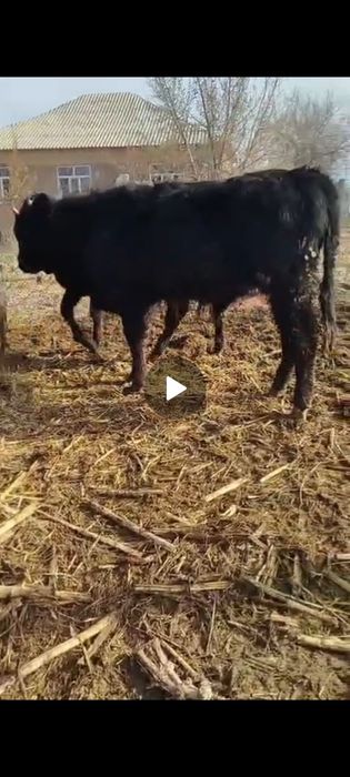 11 бас семиз 1.-1.5 ж аралыгында