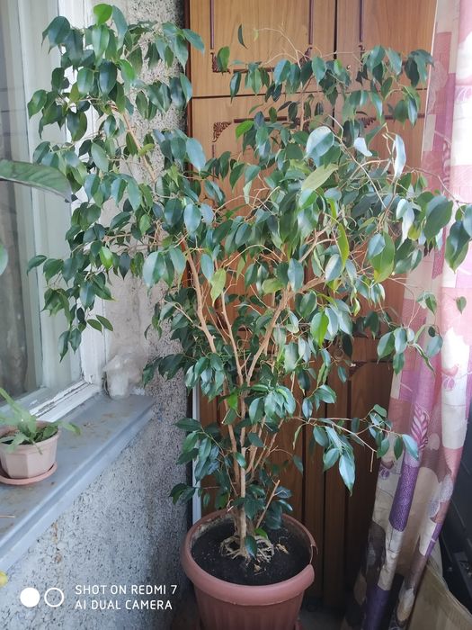 Фикус Бенжамина для помещения.