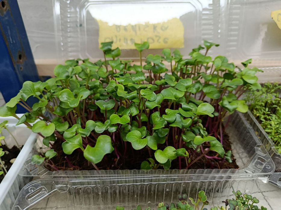 Микрозелин у'стирамиз