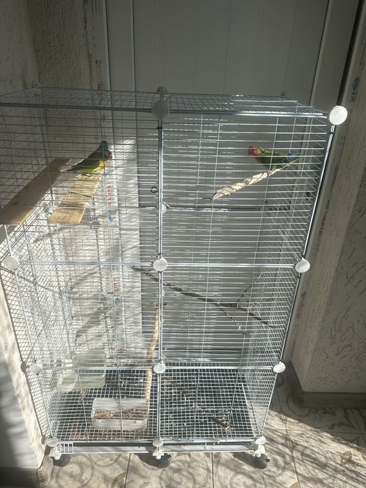 Попугаи с клеткой