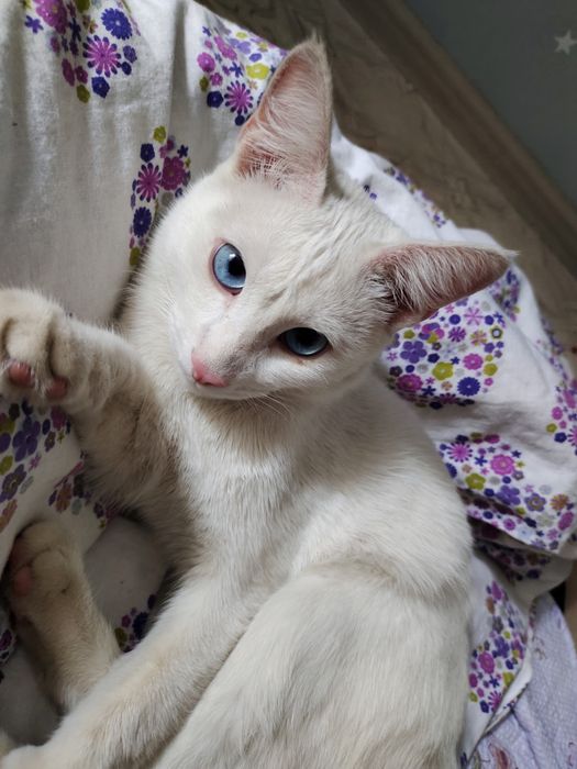 Котик кастрированный