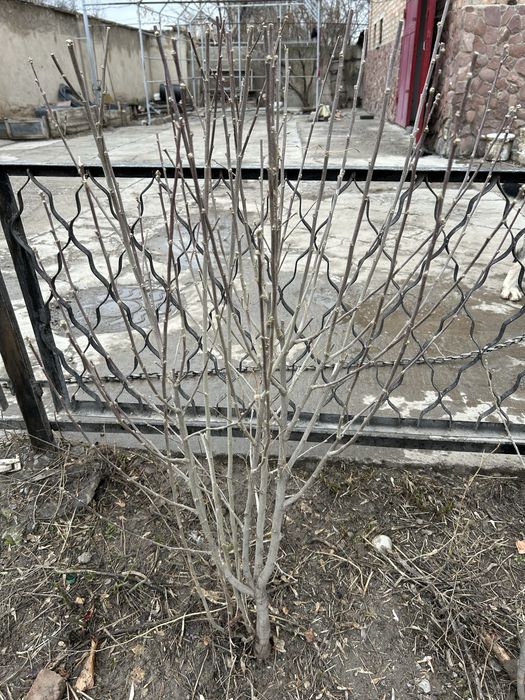 Саженцы черешни-бычий глаз, мальвы!